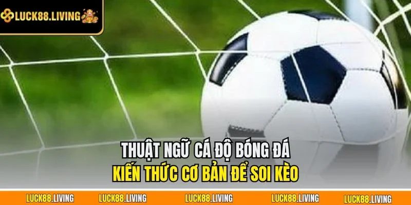 Thuật ngữ cá độ bóng đá - Kiến thức cơ bản để soi kèo